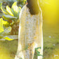 Sania Maskatiya Unstitched Lawn '26 - Lulu (A)